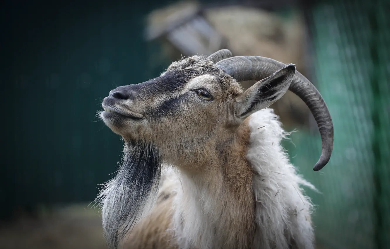 Photo wallpaper look, background, goat