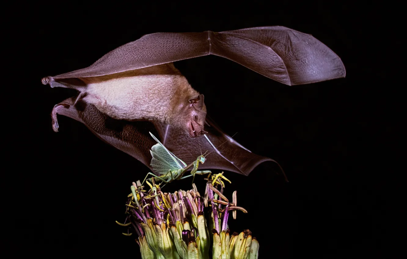 Photo wallpaper wings, insect, bat, hunting