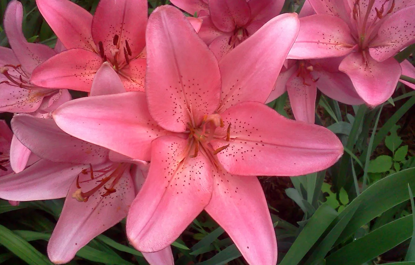 Photo wallpaper Lily, pink, pink, Lily