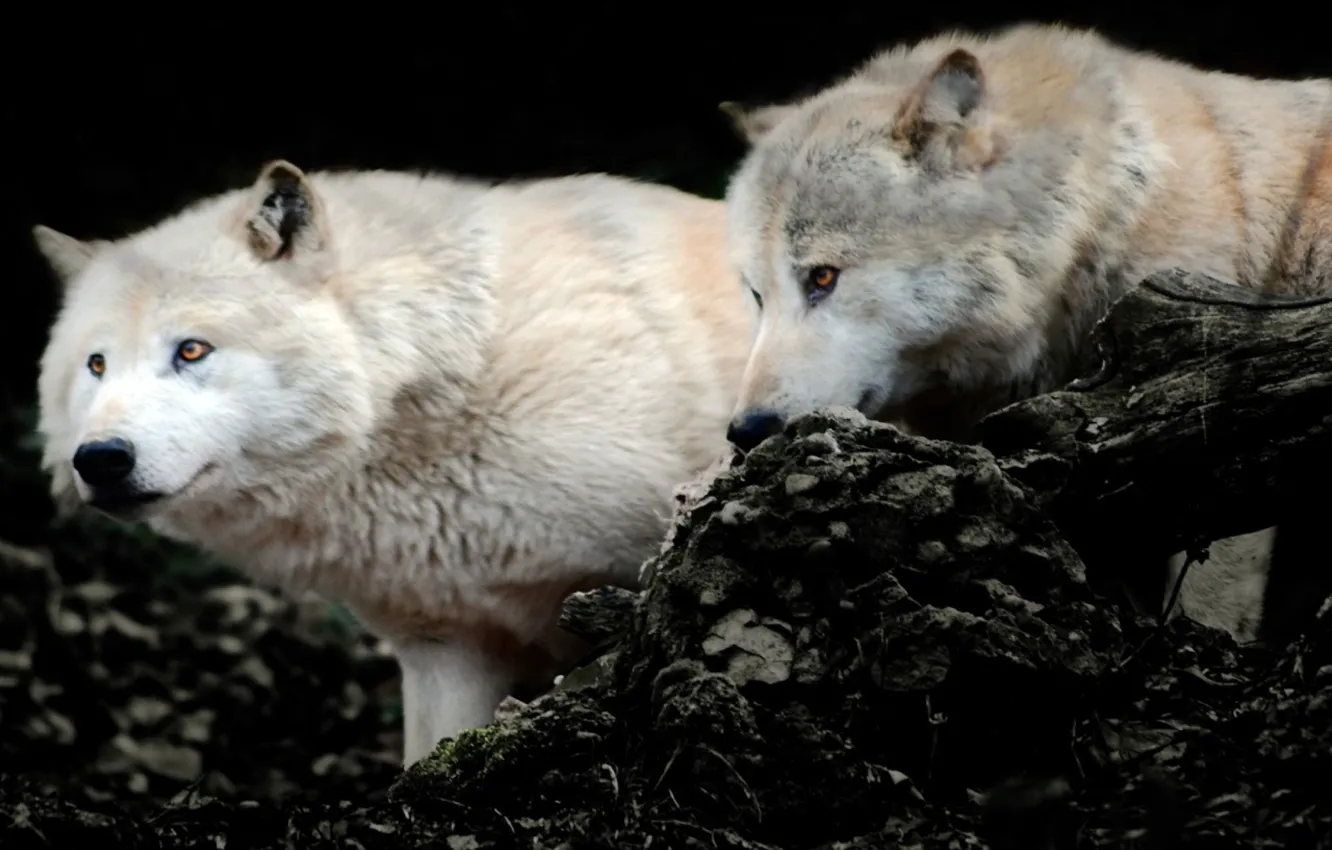 Photo wallpaper Predator, nature, animal, wolf, wildlife, portrait, portrait., Canis lupus. face