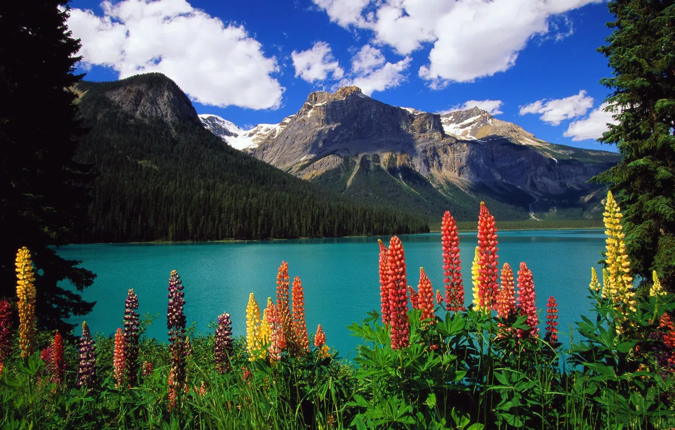 Photo wallpaper the sky, landscape, flowers, mountains, lake