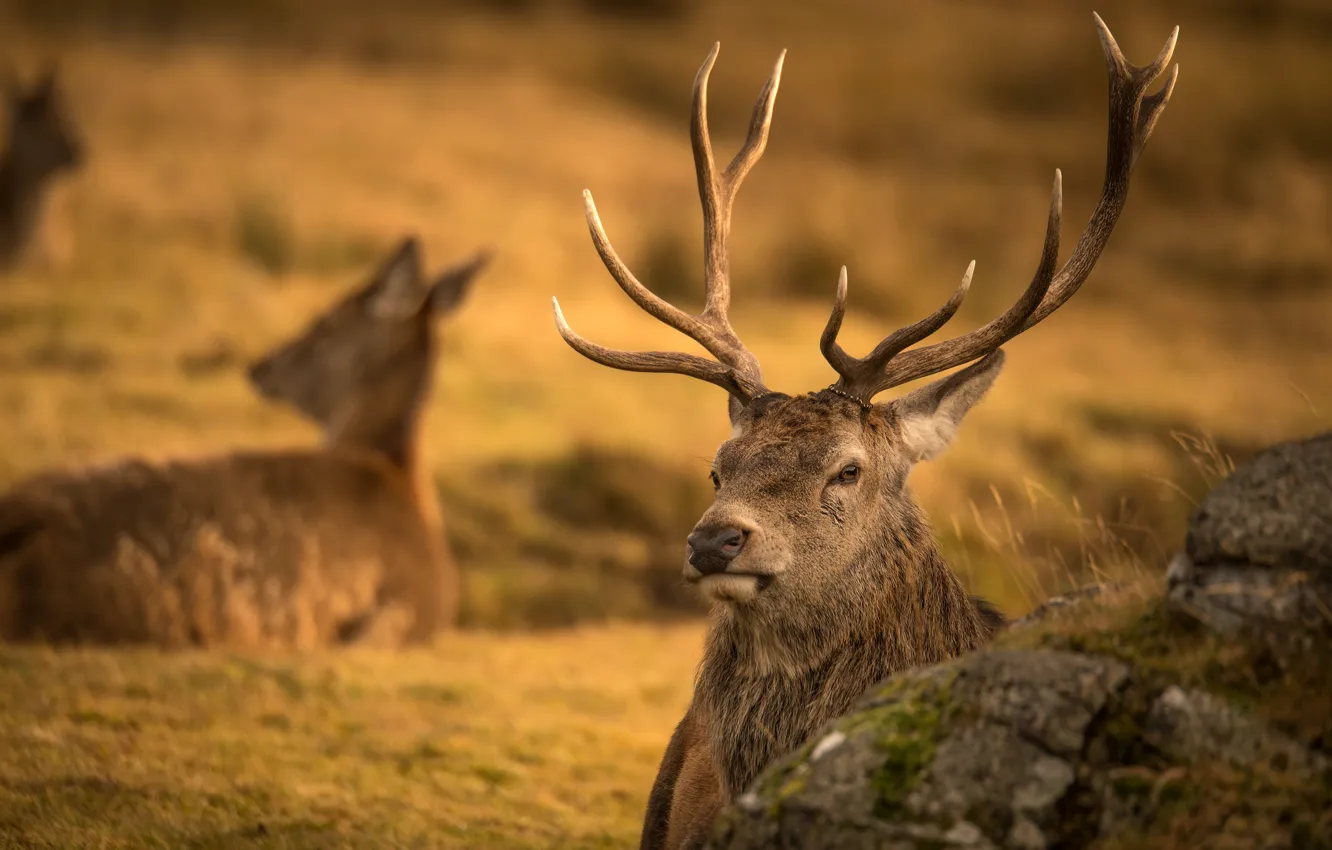 Photo wallpaper face, nature, portrait, deer