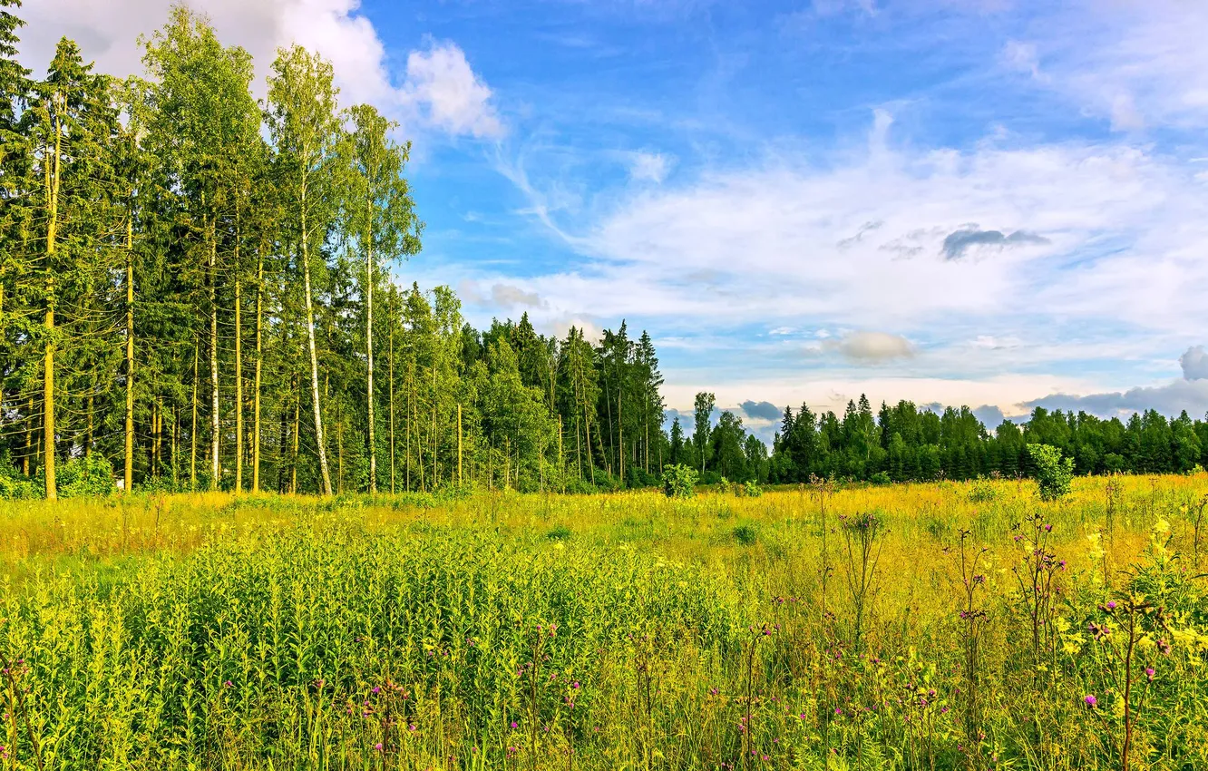 Photo wallpaper field, forest, the sky, clouds, trees, landscape, flowers, nature