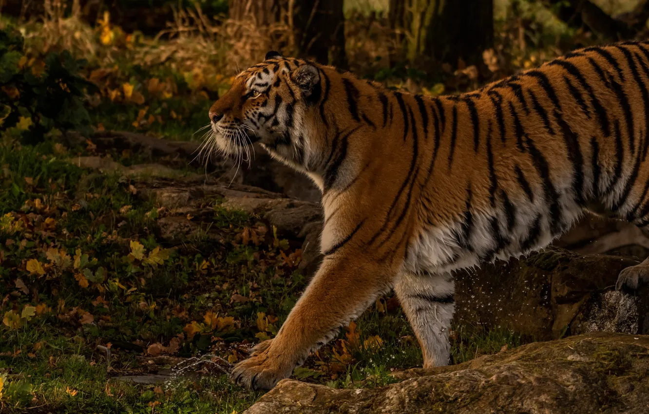 Photo wallpaper autumn, forest, tiger, wild cat