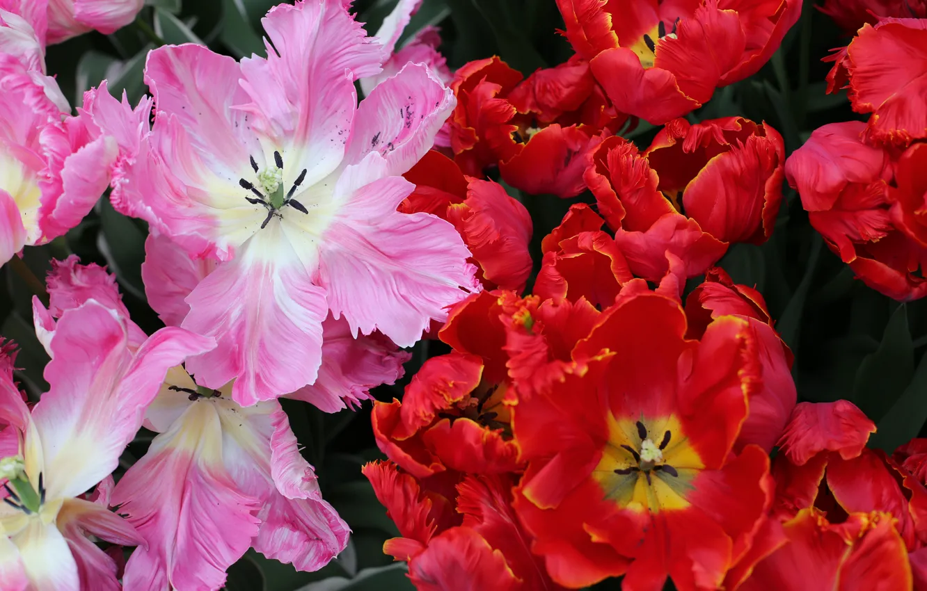 Photo wallpaper Flowers, Tulips, Red, Pink