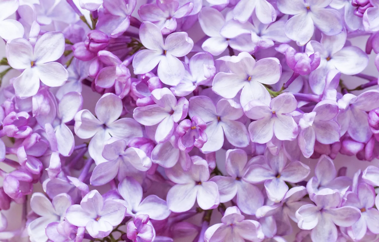 Photo wallpaper flowers, flowering, lilac