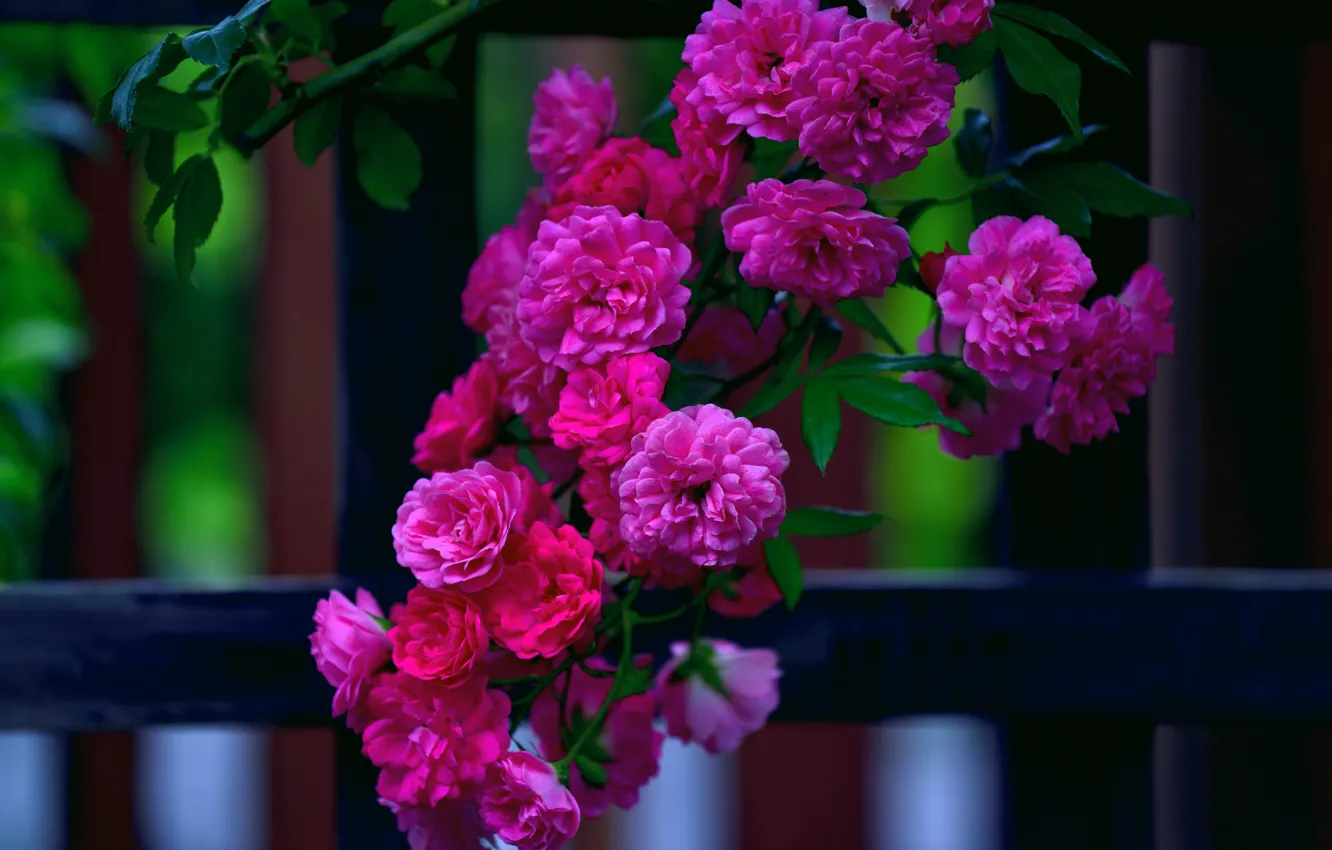 Photo wallpaper flowers, bright, the fence, roses, branch, garden, pink, rose Bush