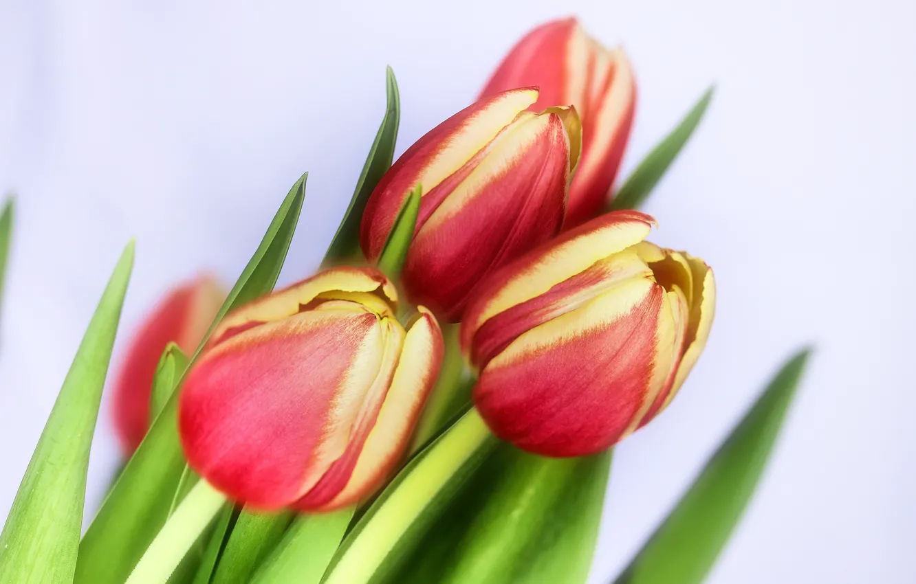Photo wallpaper leaves, flowers, red, bouquet, tulips, light background, buds, striped