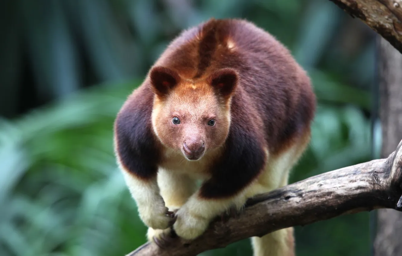 Photo wallpaper look, nature, background, kangaroo, Wallaby