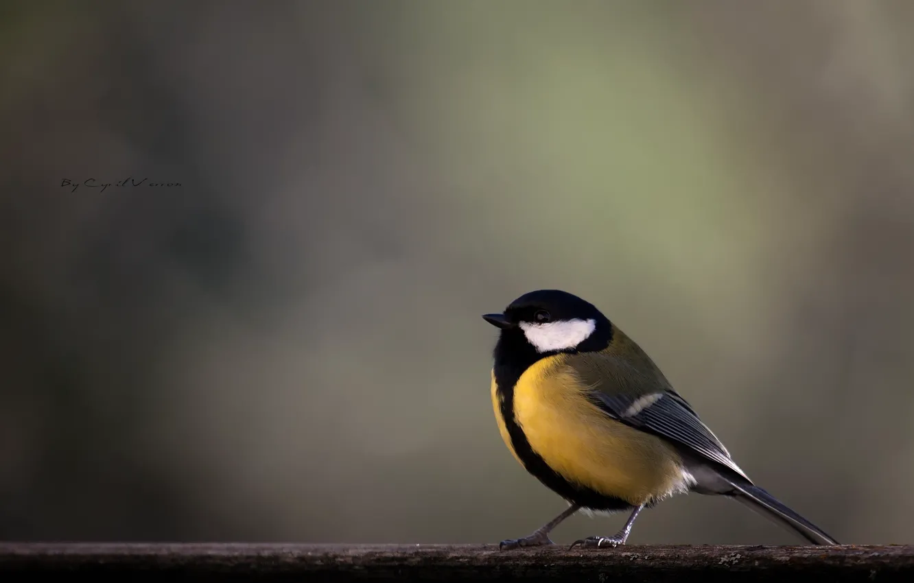 Photo wallpaper bird, branch, yellow, titmouse, tit