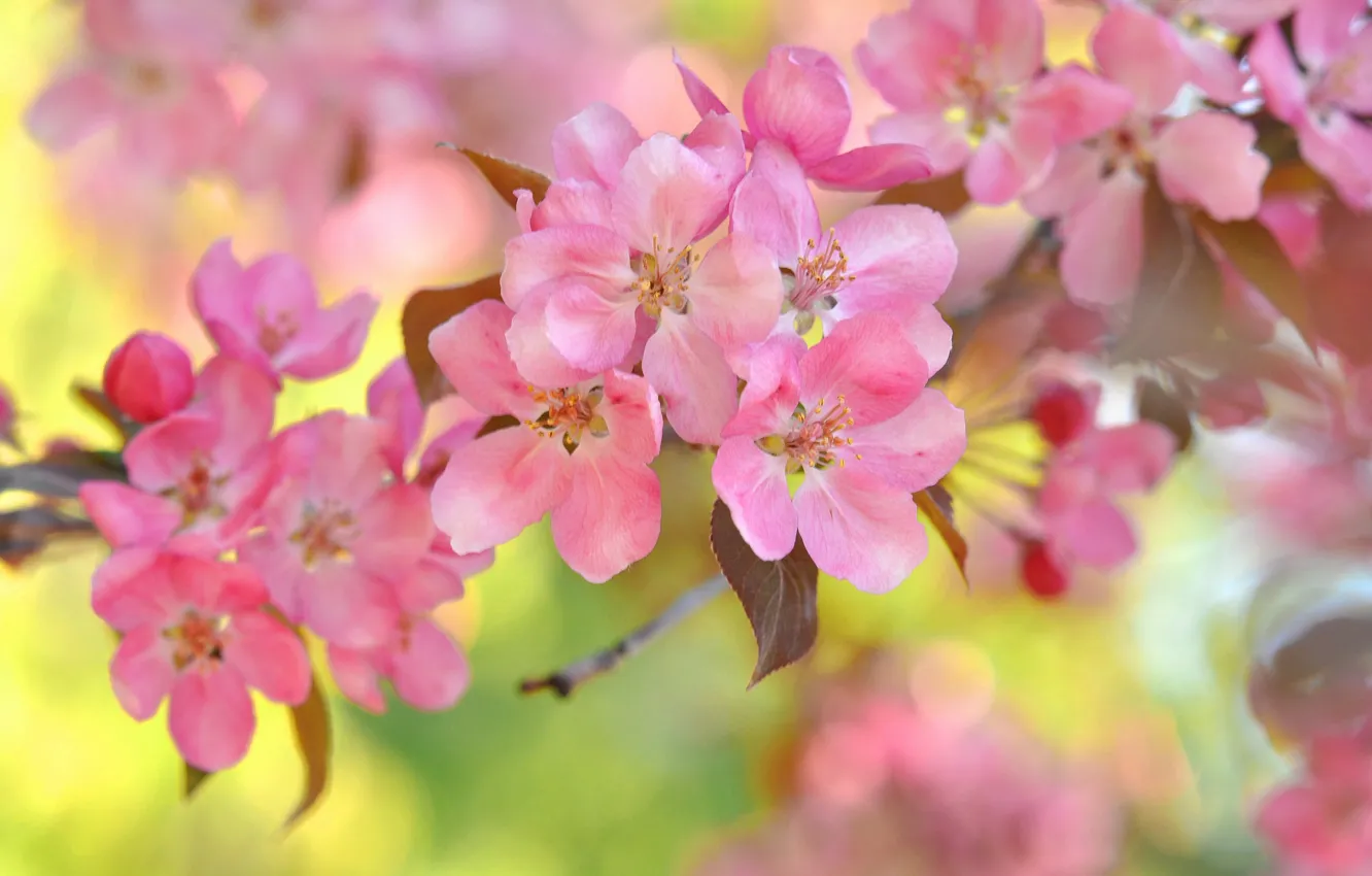 Photo wallpaper macro, flowers, branches, cherry, flowering, bokeh