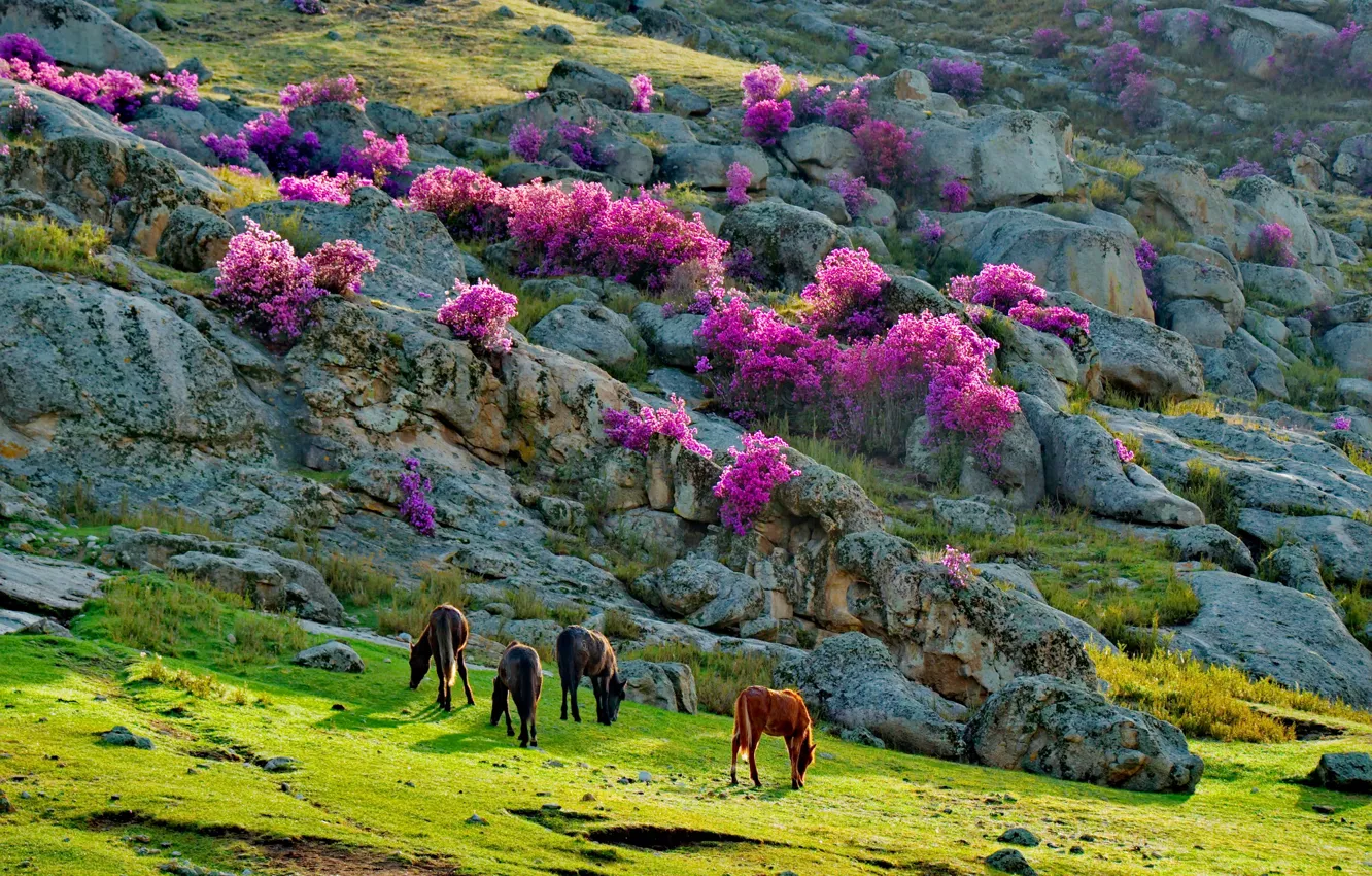 Photo wallpaper animals, landscape, mountains, nature, stones, horses, spring, pasture