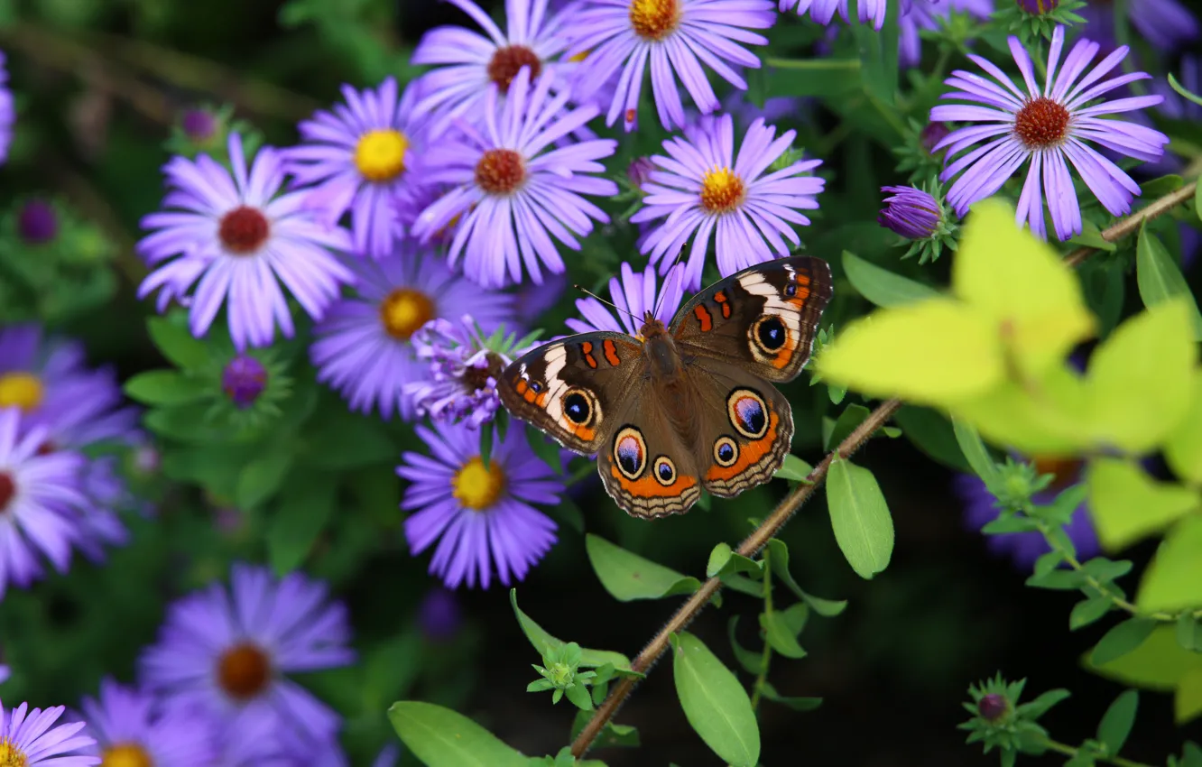 Photo wallpaper Flowers, Butterfly, Leaves, Petals, Asters, Stems