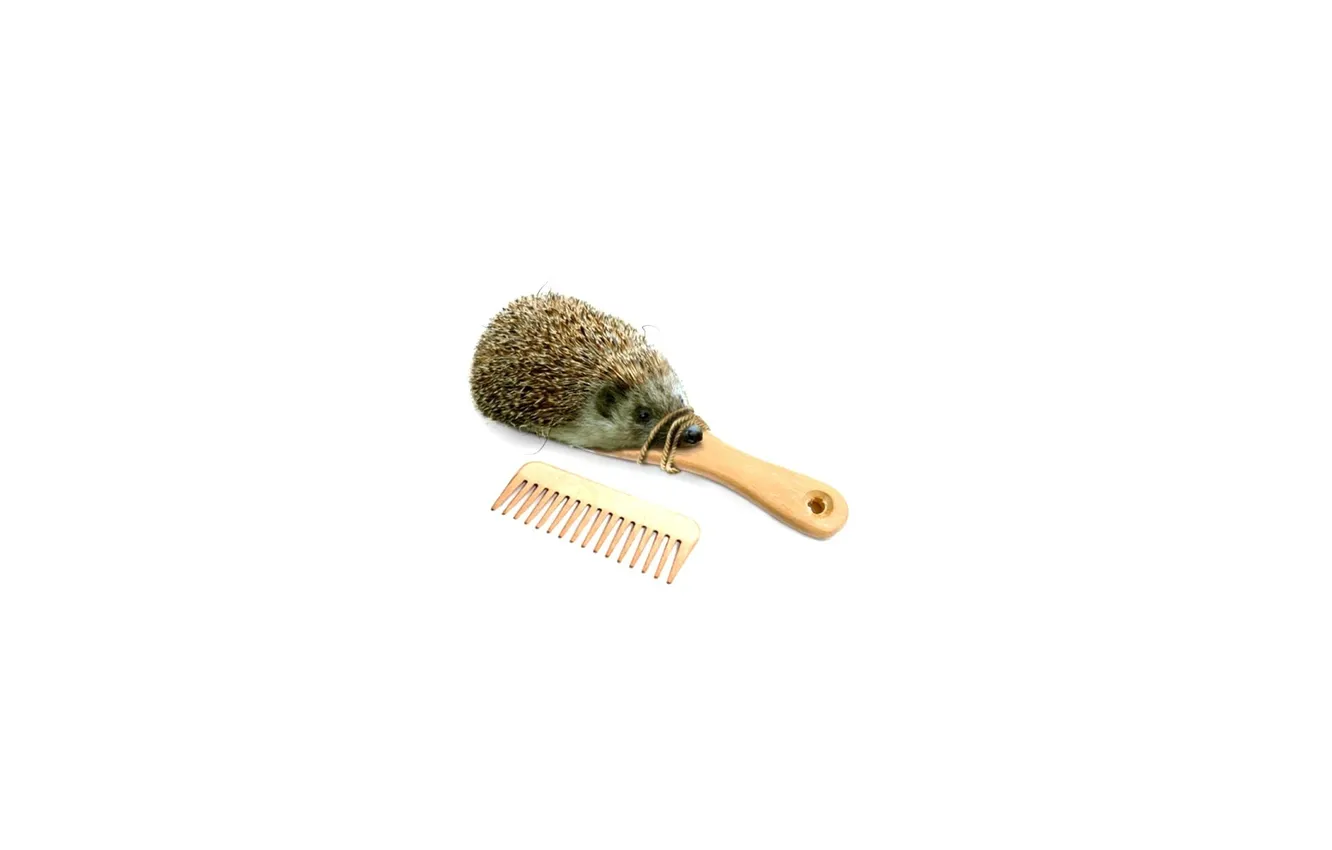 Photo wallpaper white, background, hedgehog, comb, version)