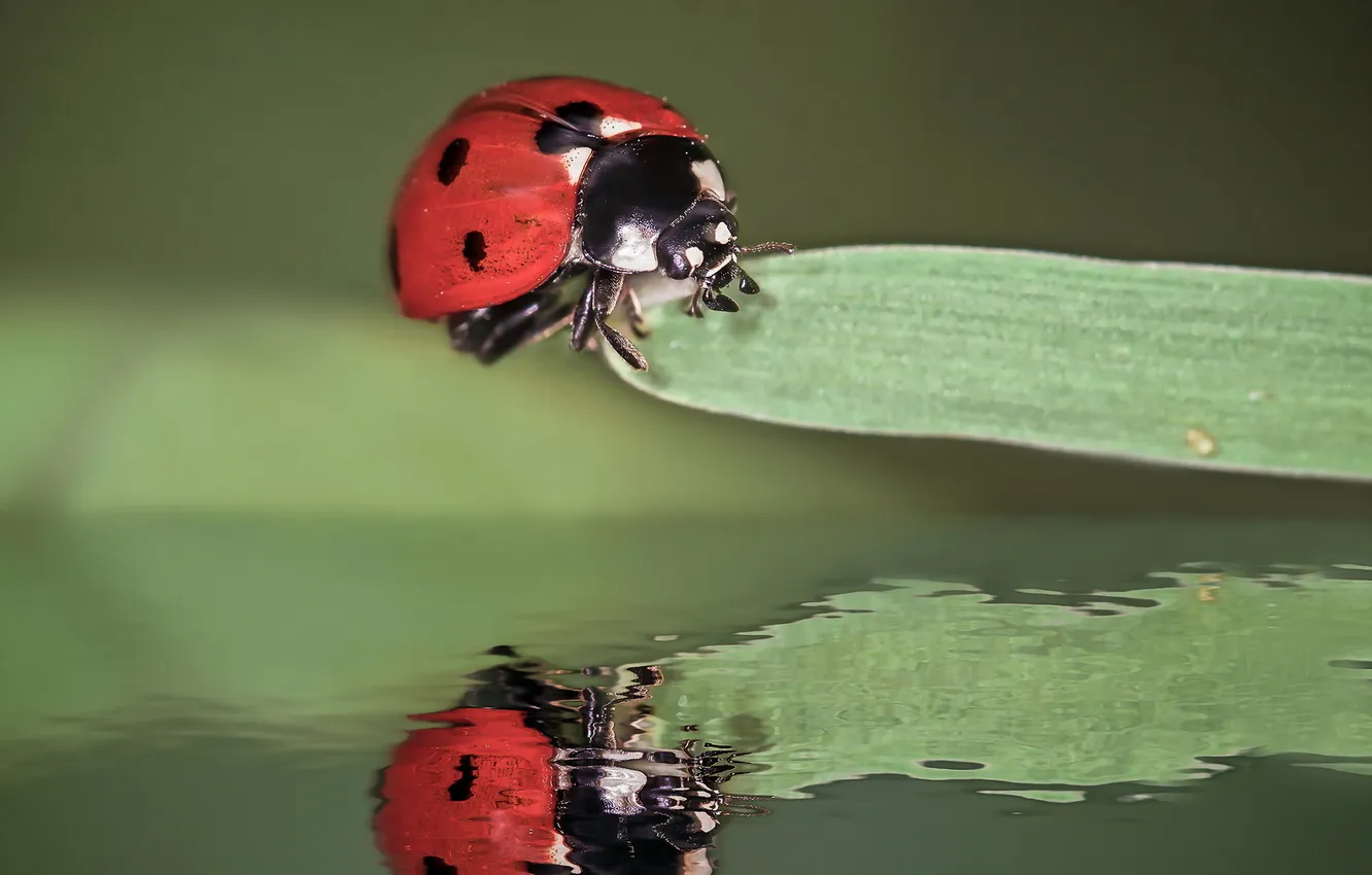 Photo wallpaper macro, nature, background, ladybug