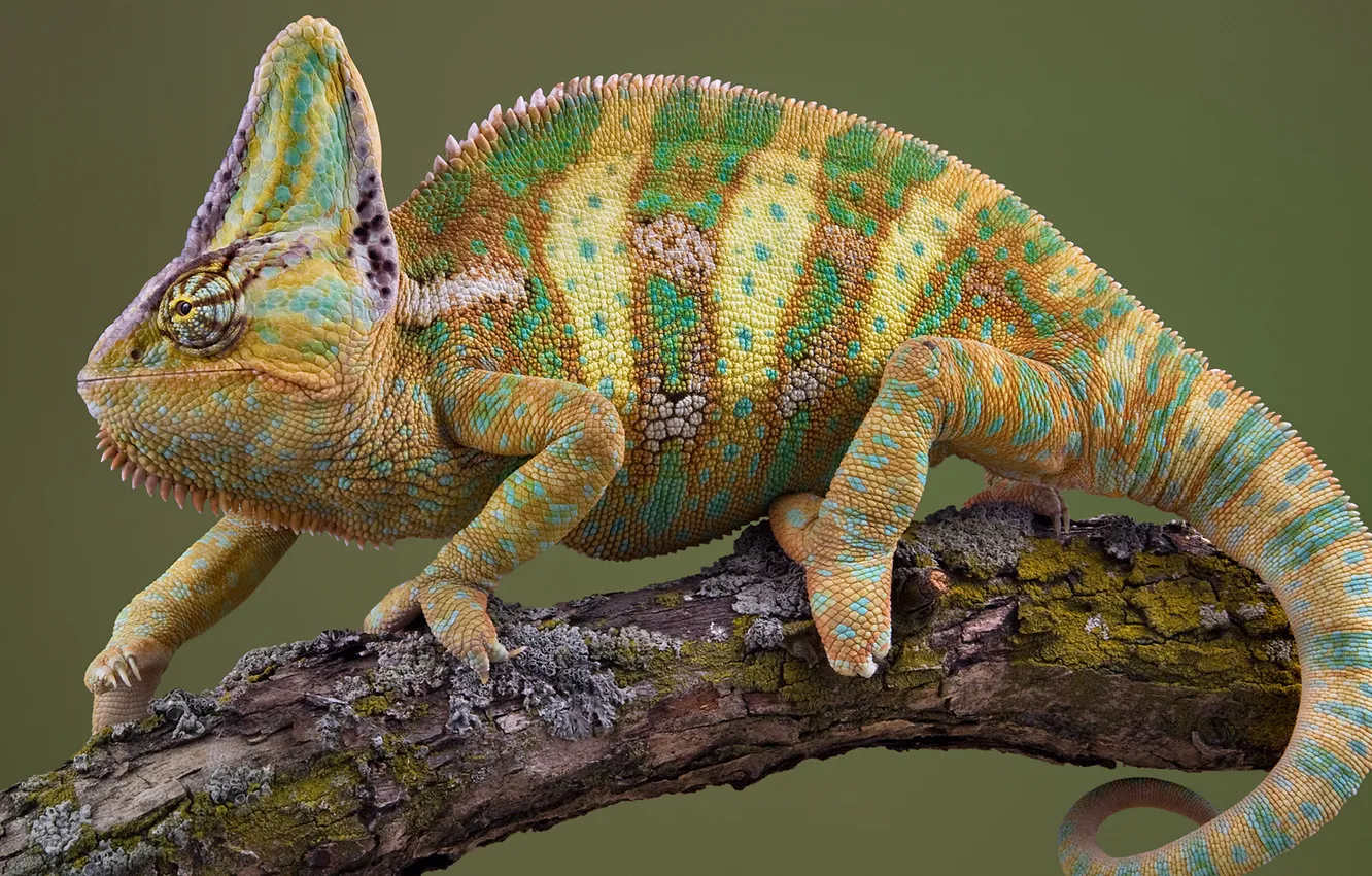 Photo wallpaper chameleon, branch, scales