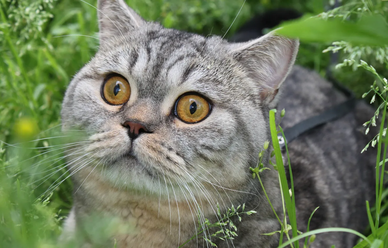 Photo wallpaper greens, eyes, cat
