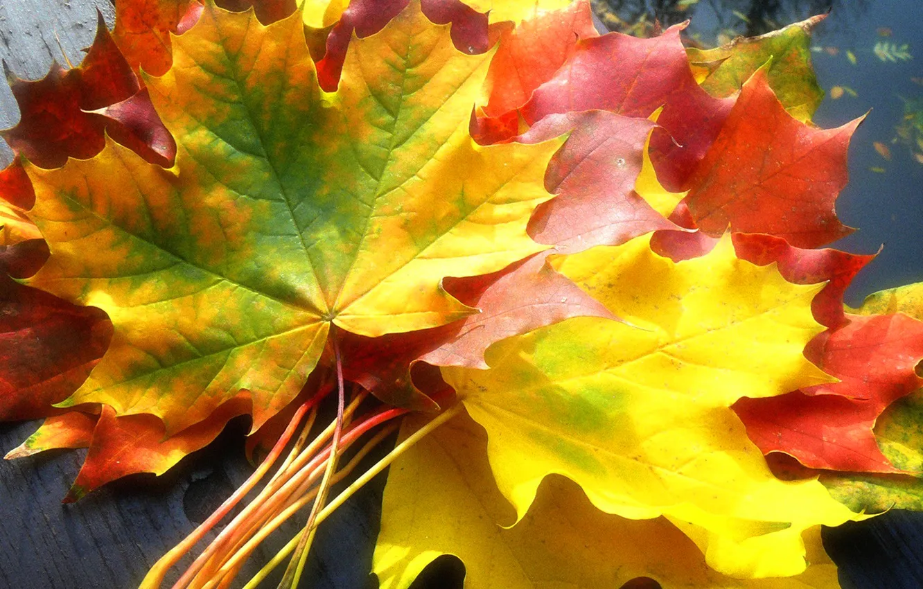 Photo wallpaper autumn, leaves, water, color, maple