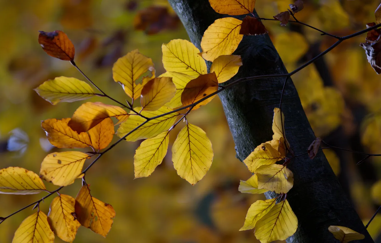 Photo wallpaper leaves, branches, tree, trunk, bright, yellow, the end of summer