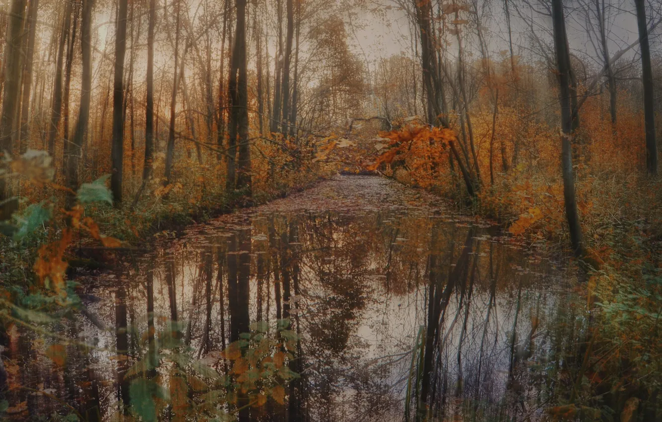 Photo wallpaper autumn, forest, leaves, trees, reflection, river, stream, mirror
