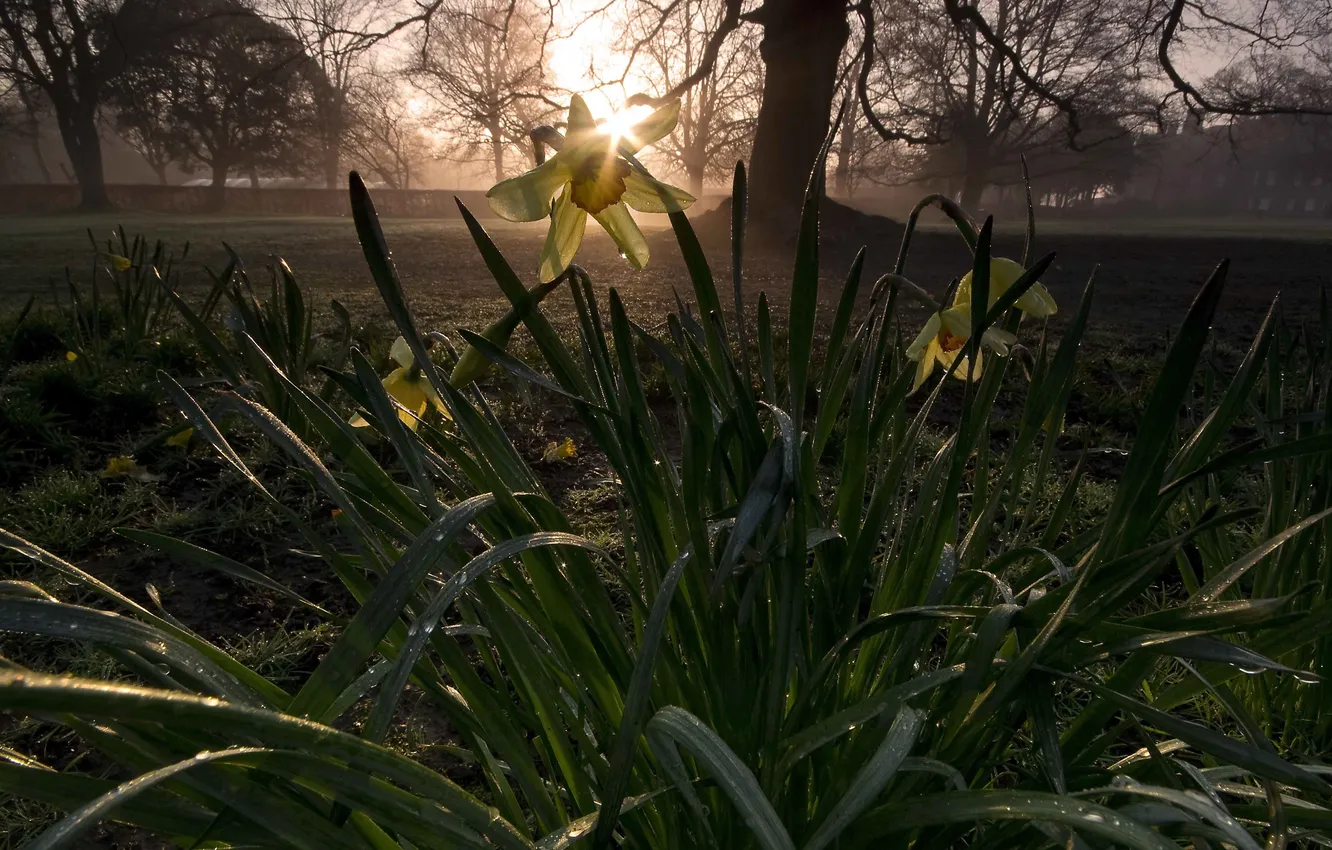 Photo wallpaper flowers, Narcissus, Rise of the daffodils