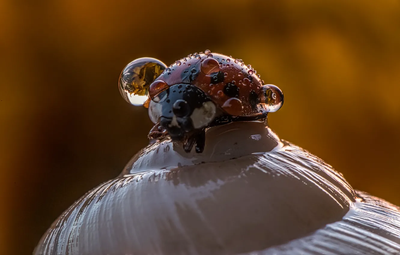 Photo wallpaper drops, macro, background, ladybug, beetle, shell, insect, water drops