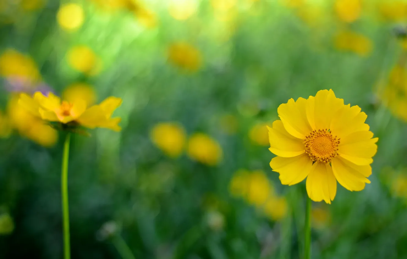 Photo wallpaper flowers, yellow, background, kosmeya