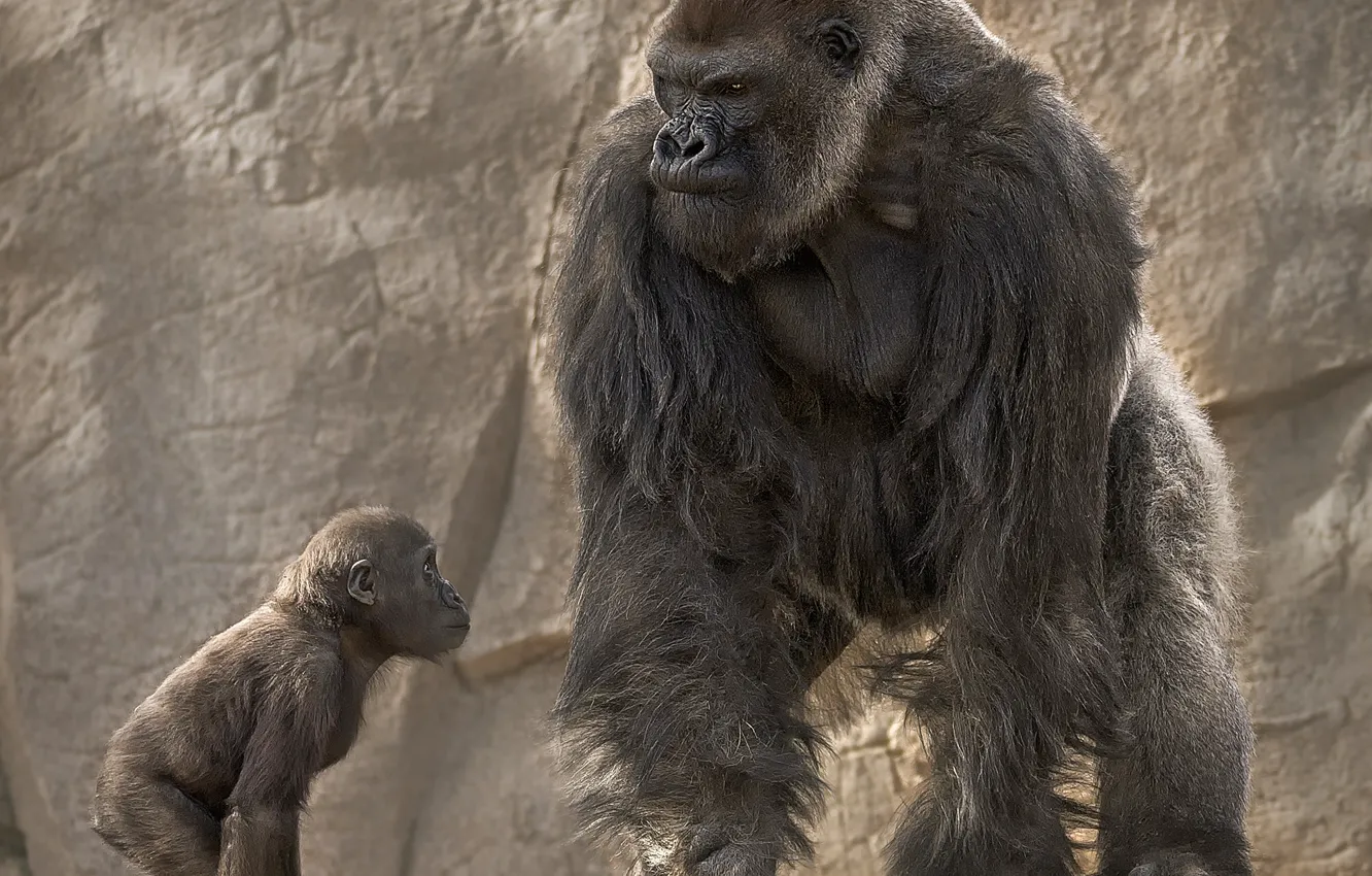 Photo wallpaper gorilla, monkey, cub, education, dad