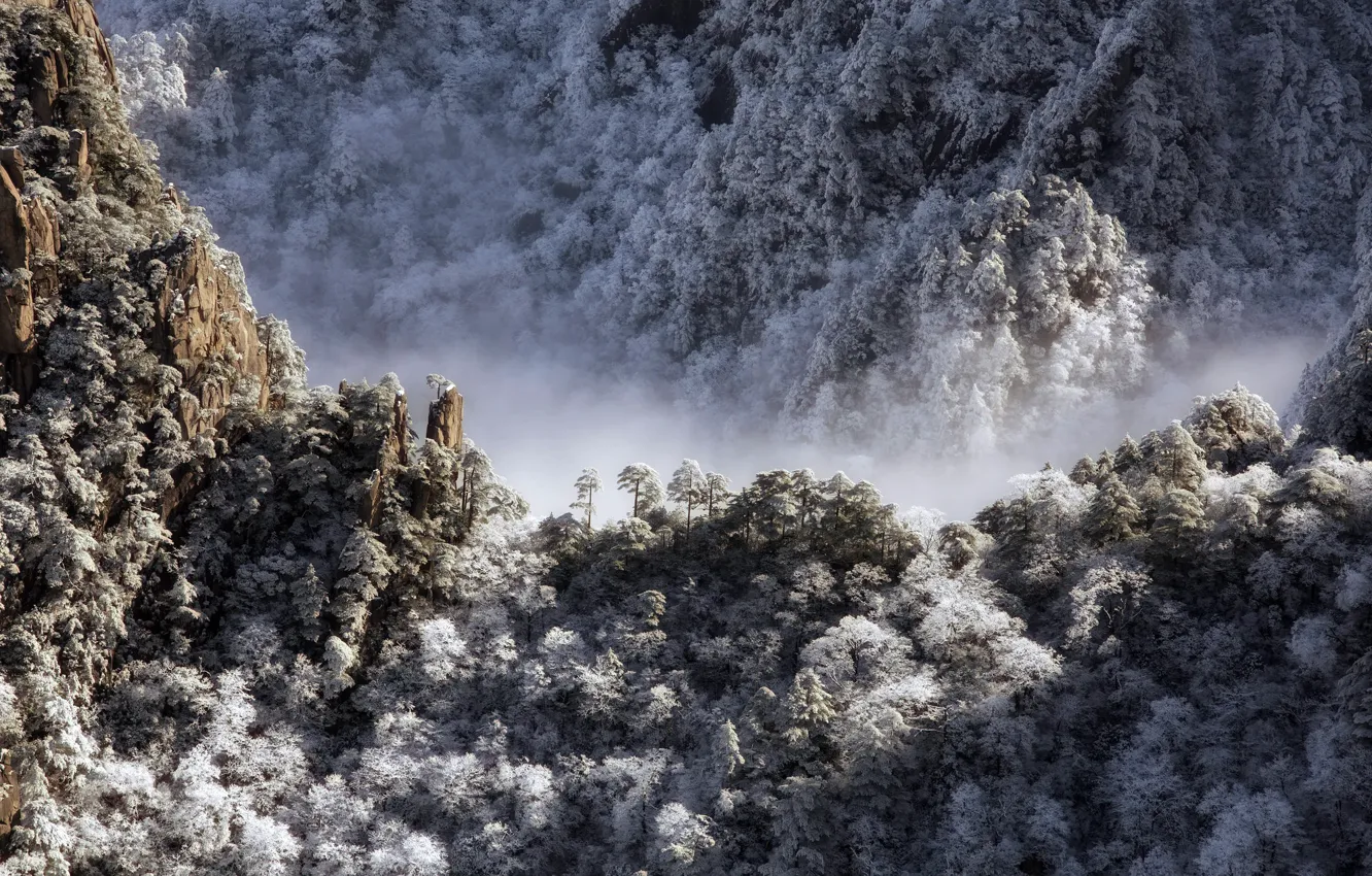 Photo wallpaper forest, light, mountains, fog, morning