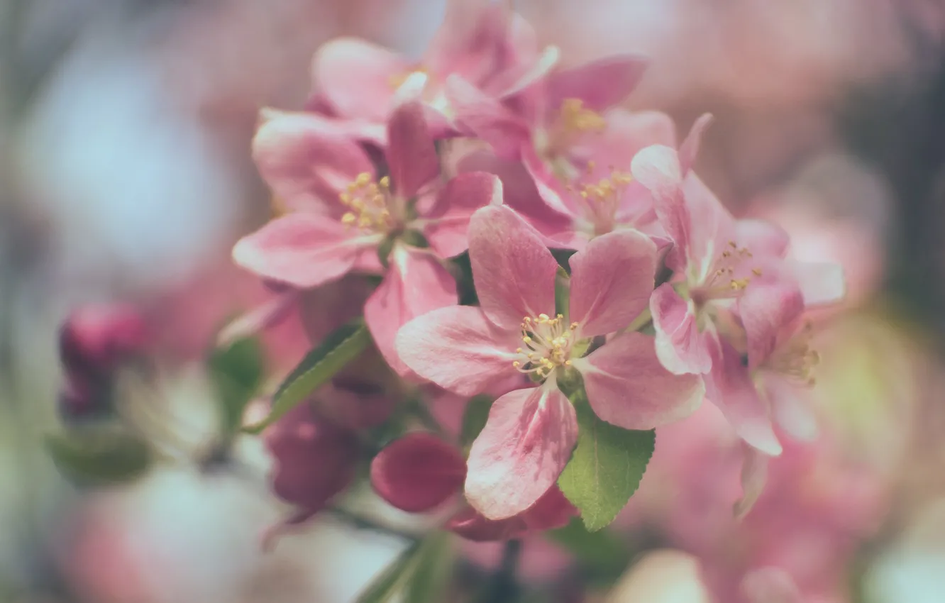 Photo wallpaper macro, flowers, branches, spring, Apple, flowering, bokeh