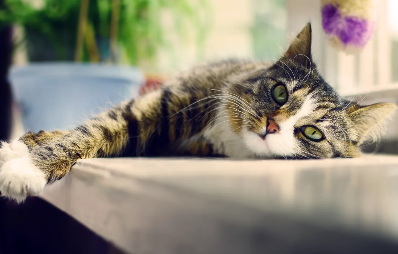 Photo wallpaper cat, cat, sill, kitty