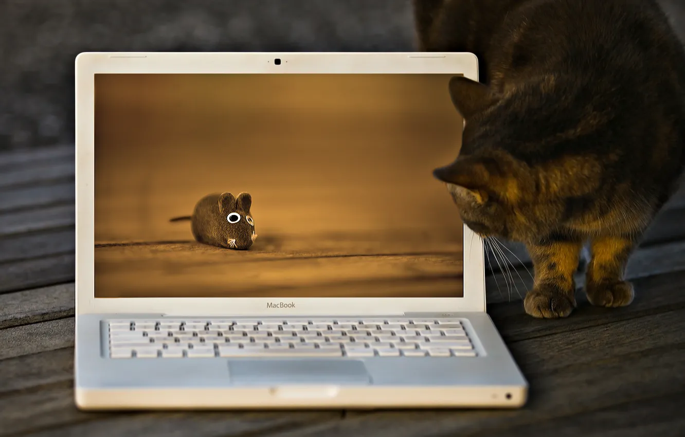 Photo wallpaper cat, cat, toy, mouse, macbook