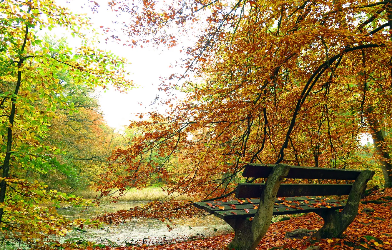 Photo wallpaper autumn, trees, pond, Park, foliage, bench, the colors of autumn