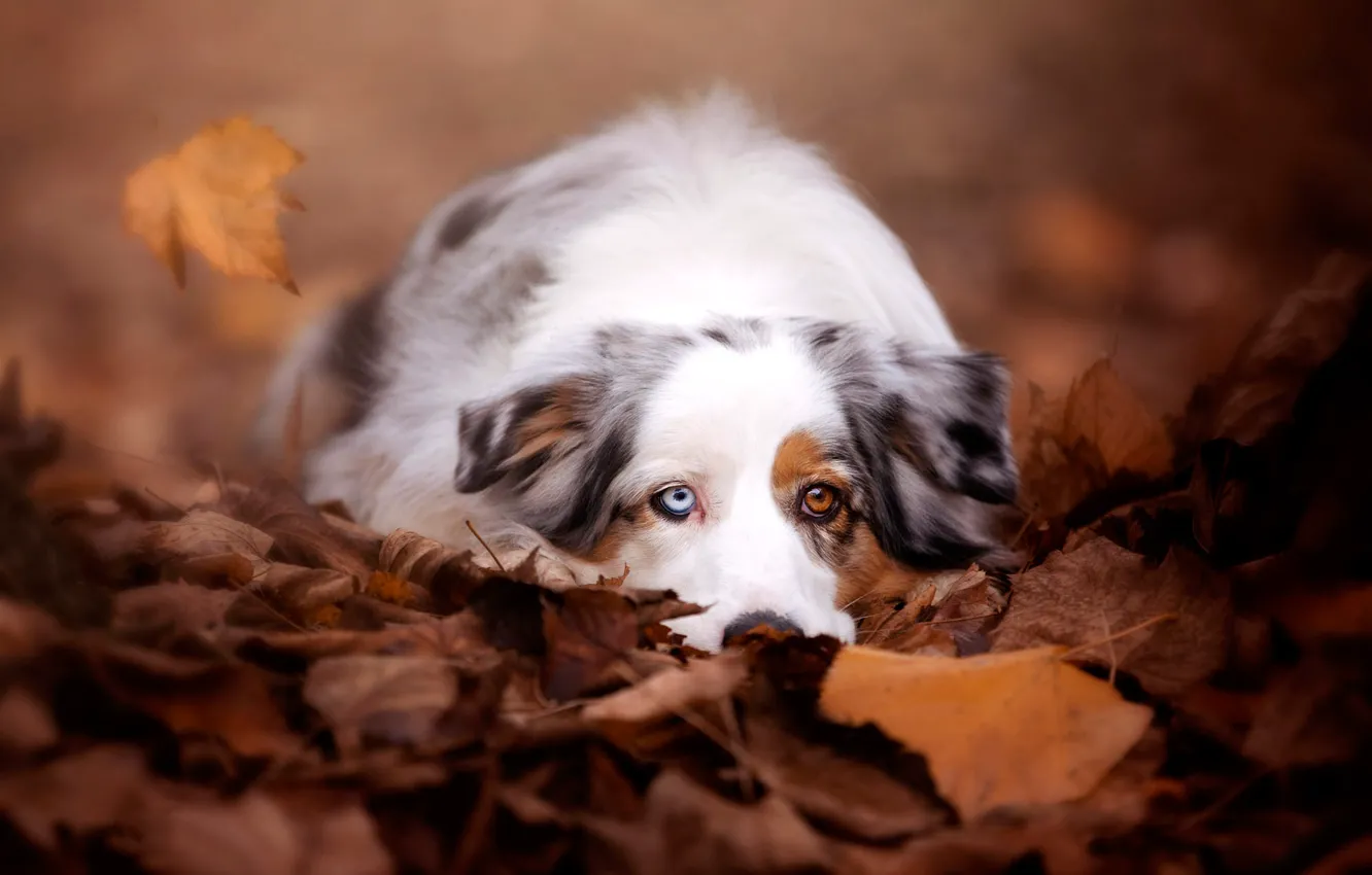 Photo wallpaper sadness, autumn, look, face, leaves, nature, background, mood
