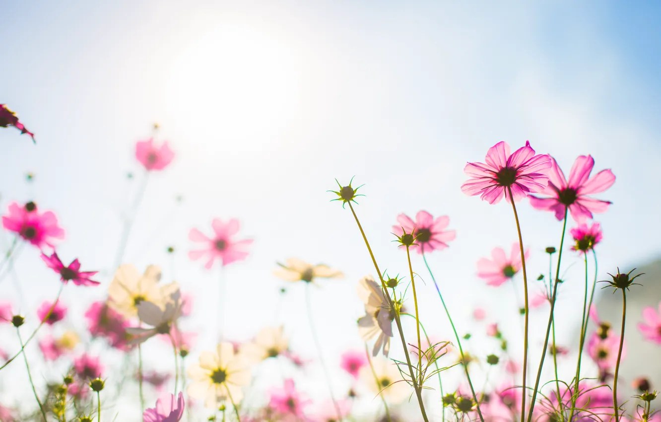 Photo wallpaper field, summer, the sky, the sun, flowers, colorful, meadow, summer