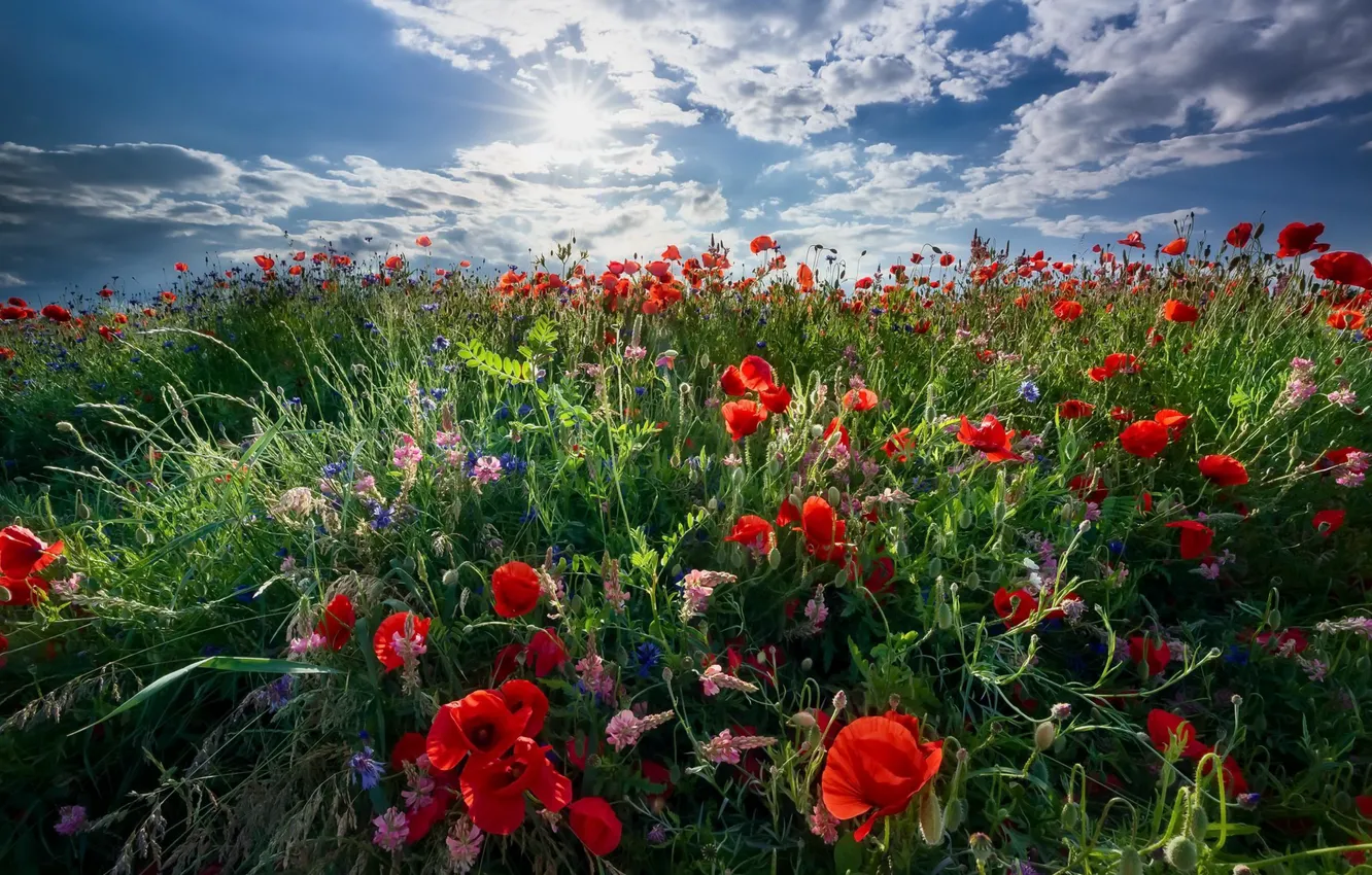 Photo wallpaper field, summer, Maki