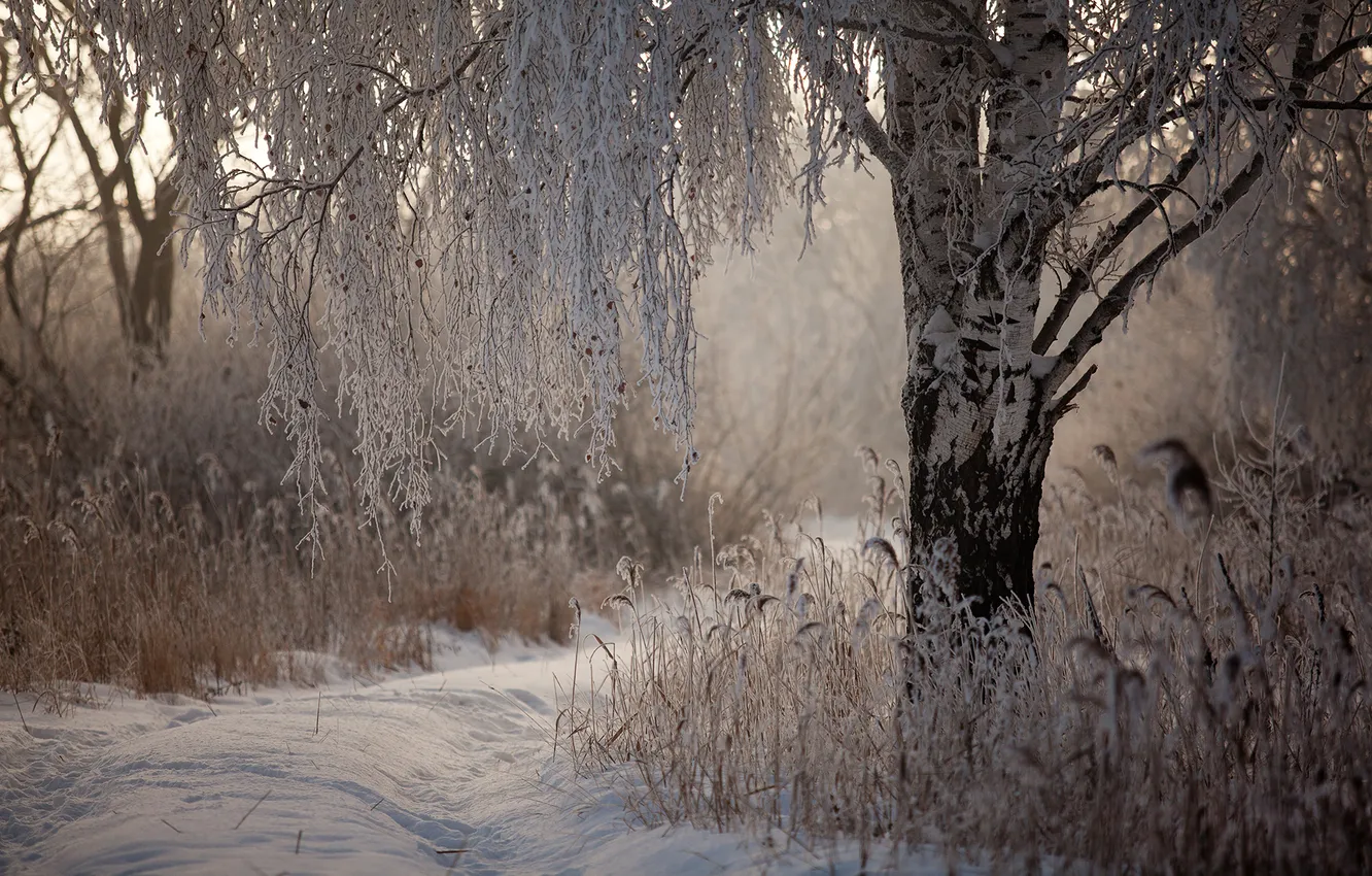 Photo wallpaper winter, snow, nature, birch