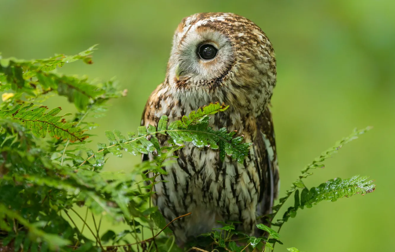 Photo wallpaper forest, nature, owl, bird