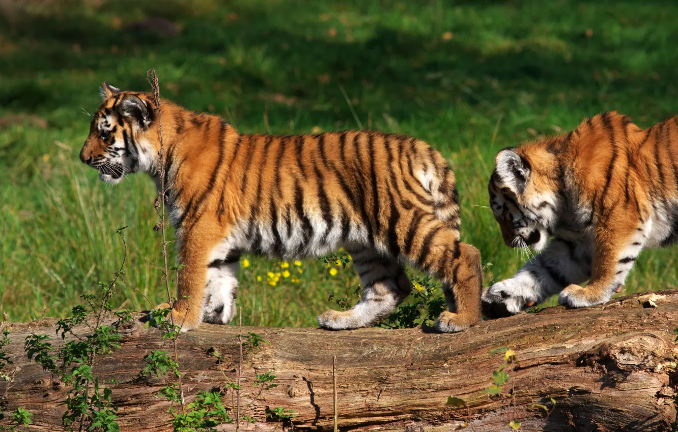 Photo wallpaper forest, grass, strips, flowers, tree, the cubs