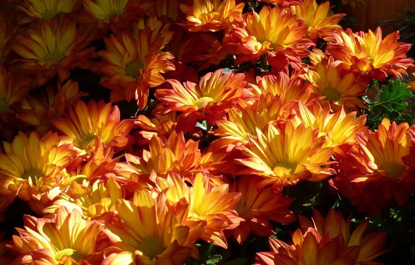 Photo wallpaper flowers, chrysanthemum, flowers