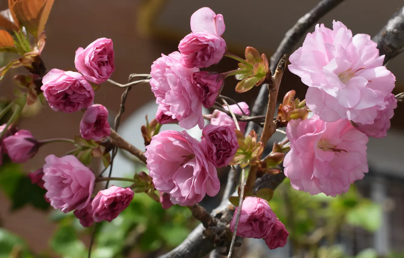 Photo wallpaper macro, flowers, branches, spring, Sakura, pink, flowering, almonds