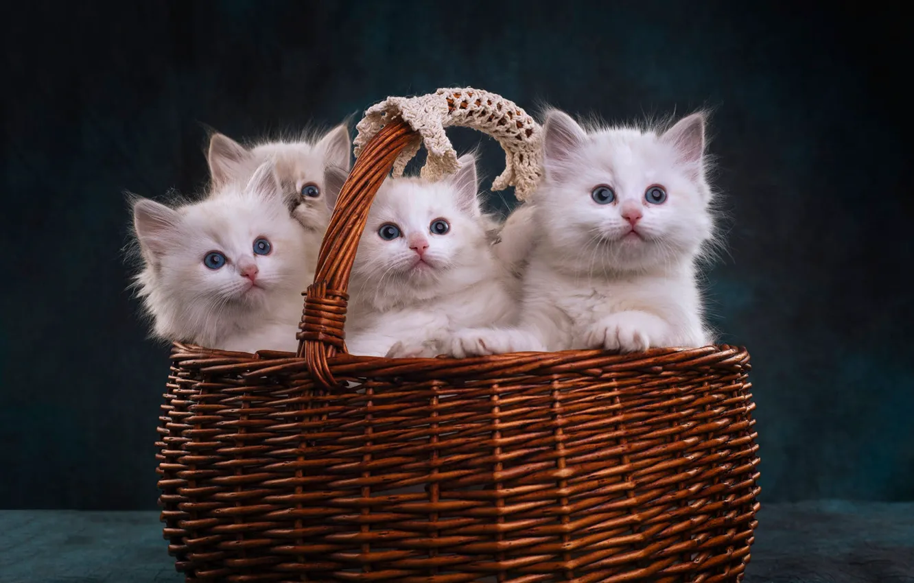 Photo wallpaper look, the dark background, kitty, basket, kittens, white, kitty, basket