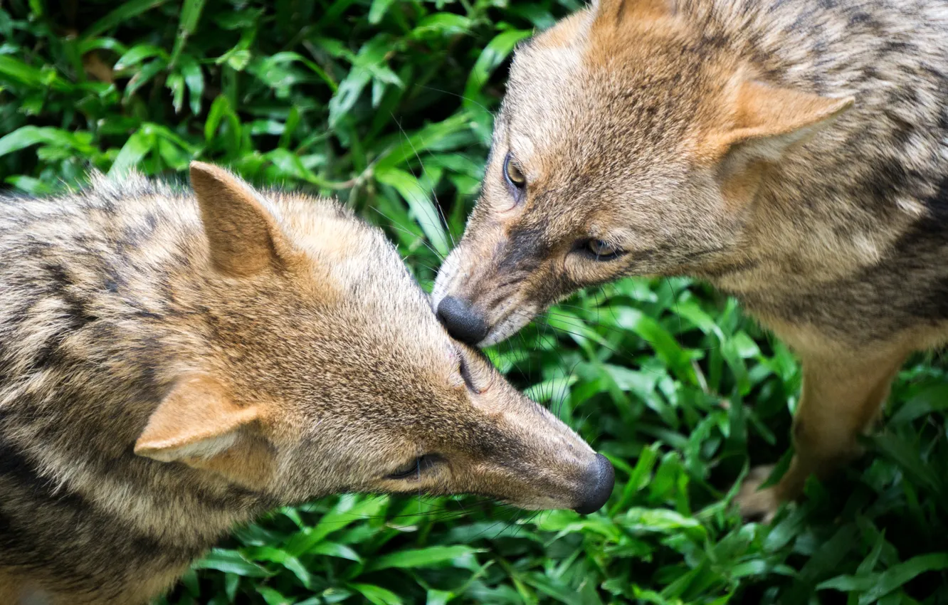 Photo wallpaper green, grass, nature, grey, park, wolves, safari, Malaysia