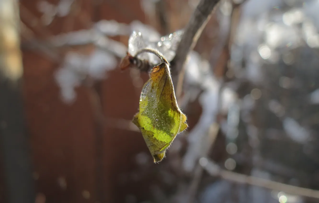 Photo wallpaper ice, winter, leaves, snow