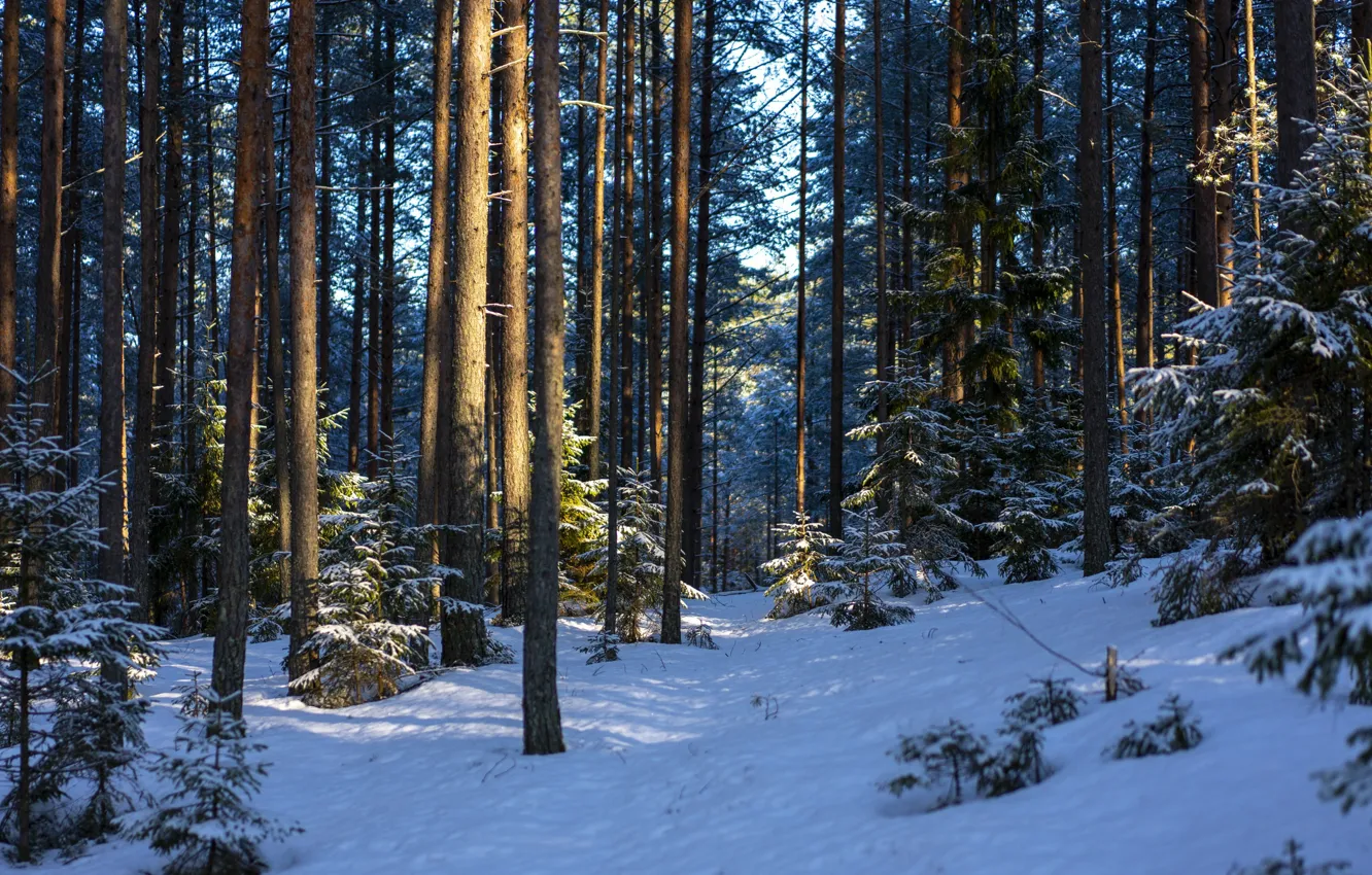 Photo wallpaper winter, the sun, snow, Christmas trees in the snow.