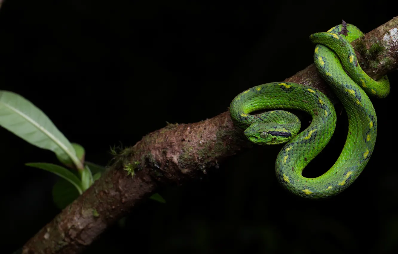 Photo wallpaper look, pose, snake, branch, black background, green, reptile