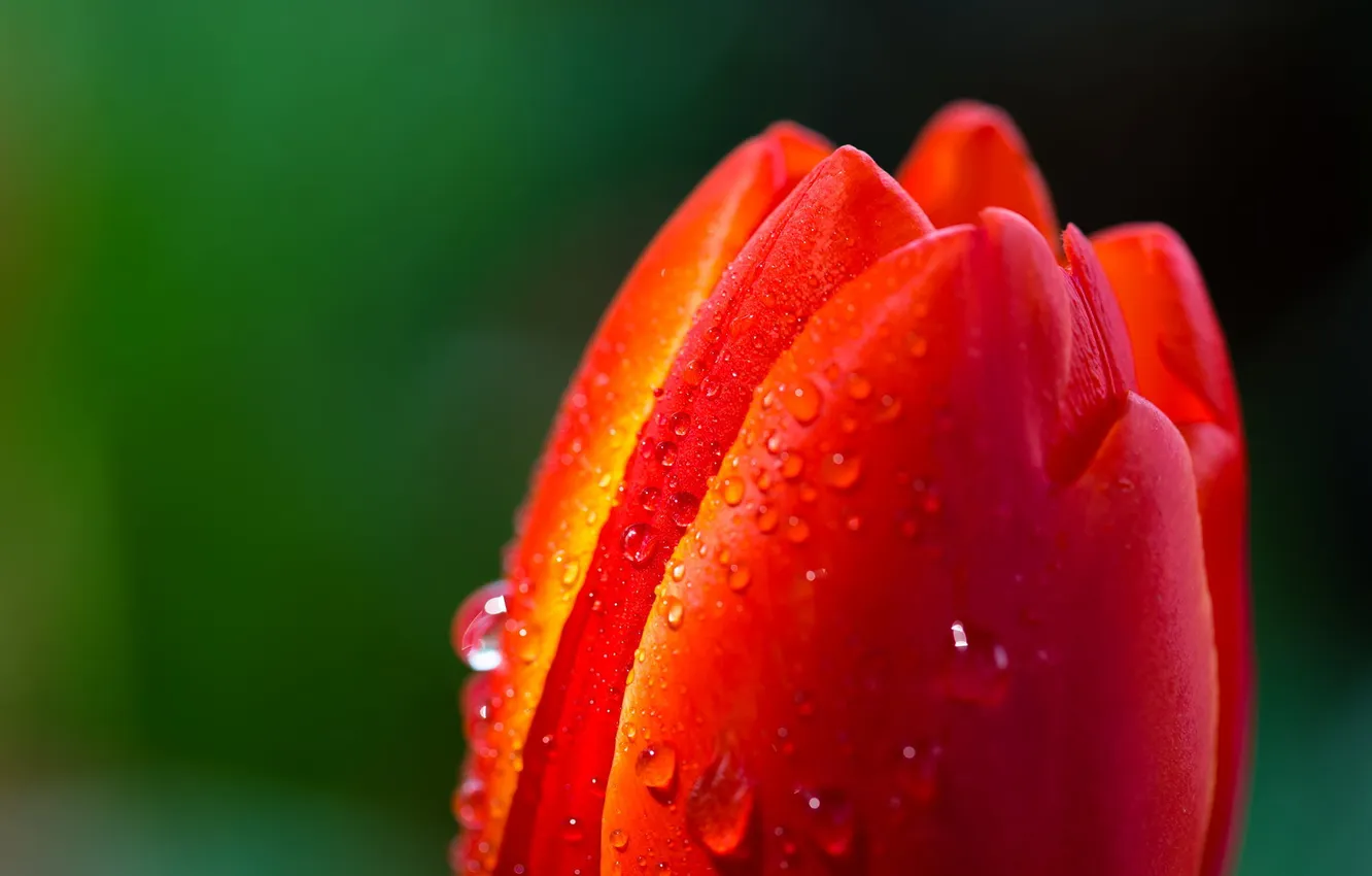 Photo wallpaper flower, red, Rosa, Tulip, spring