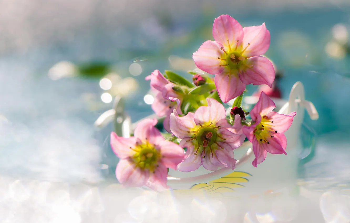 Photo wallpaper macro, flowers, glare, pink