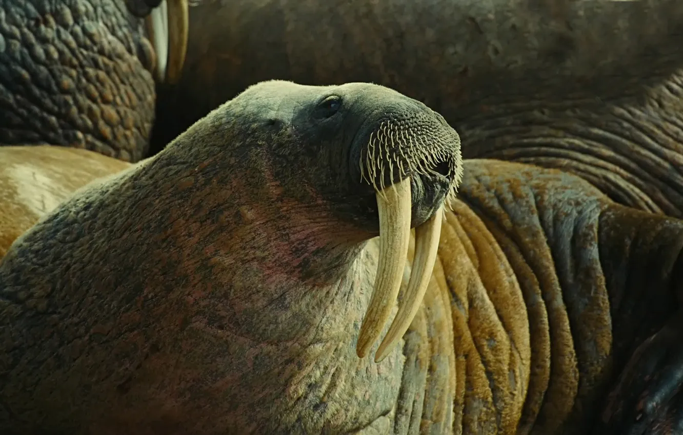 Photo wallpaper face, body, head, walrus, folds, tusks