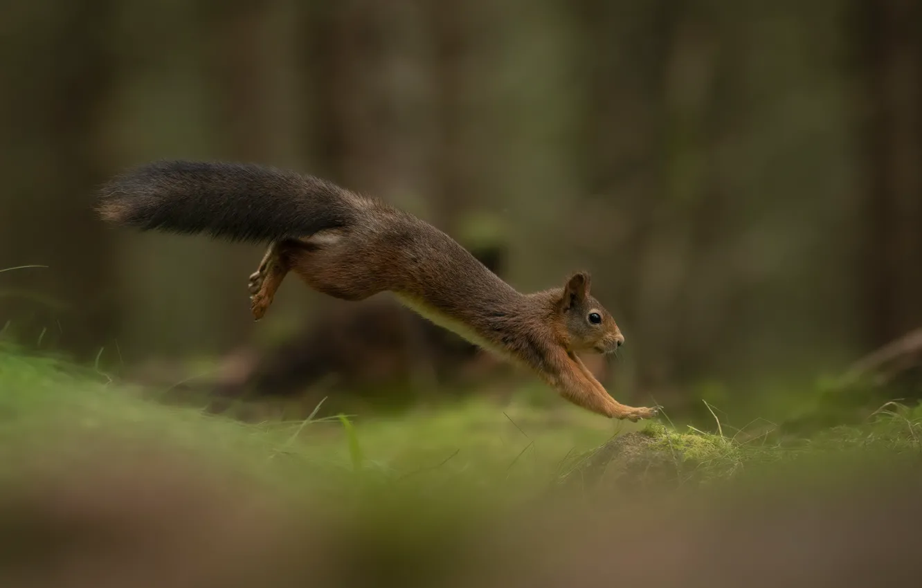 Photo wallpaper forest, look, pose, jump, glade, moss, legs, protein